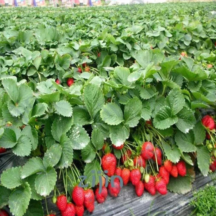 Bonsai Strawberry tree fruit (seeds) Delicious and edible - 50 Seeds