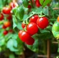 Thai Sweet Red Cerry Tomato 30+ Seeds All Season. 