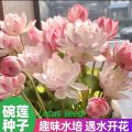 Thai Bowl Lotus Flower Seeds - 5 Seeds ( Germination 100%). 