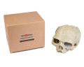 Creative Exotic Environments Human Skull Aquarium Ornament Home Office Decor. 