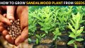 Blood Sandalwood Tree Seeds- 5Pcs seeds. 