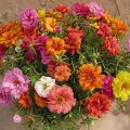 পর্তুলিকা / মসরোজ বীজ - 100/200+ Pcs Seed of Portulaca Mossrose Flower - Mixed Color All Season Imported Hybrid Seed.