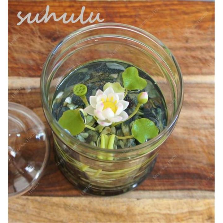 Lotus Flower,Mini Lotus Bonsai Aquatic Plants Bowl Lotus Water Lily Flores Perennial Plant For Home & Garden Decoration