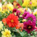 Dahlia  Seed - 15/30 pcs - Mixed Color Hybrid -ডালিয়া  ফুলের বীজ মিক্সড কালার হাইব্রিড বীজ. 