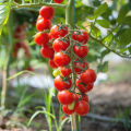 Hybrid Cherry Tomato Mix seeds 25 pis. 