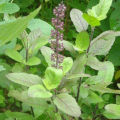 Tulsi beej/Basil Seeds (তুলসী বীজ) - 20 Pcs.