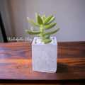 Square Shape Mini Plant Pot For Cactus Succulent Tubs Cement Made.