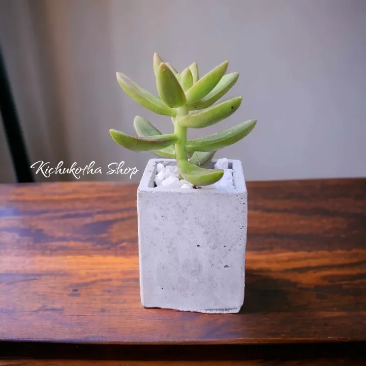 Square%20Shape%20Mini%20Plant%20Pot%20For%20Cactus%20Succulent%20Tubs%20Cement%20Made%20-%20Image%203