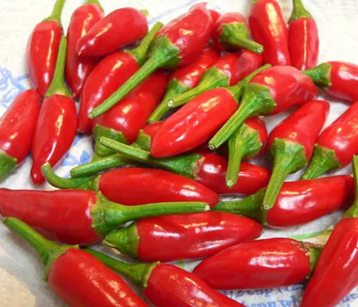 All%20Season%20Indian%20Bullet%20Chili%20Hybrid%20SeedS%20For%20Plants%20and%20Tob/Terrace%20-%2030PcS%20-%20Image%206