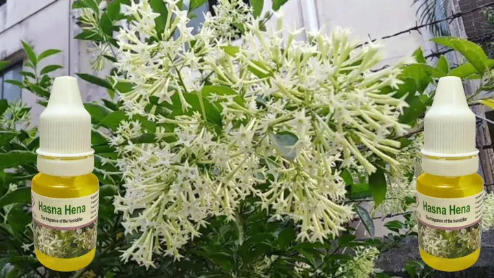 Essential%20oils%20for%20humidifier,%20Super%20best%20Effective%20Air%20Fragrance%20for%20Aroma%20Mist%20Diffuser%20humidifier%20-%20Image%208