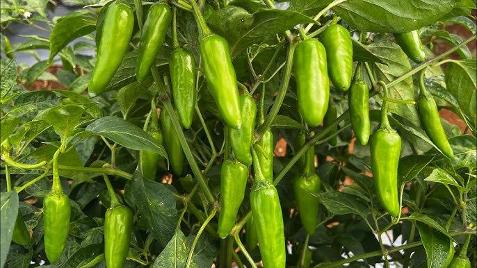Hybrid Green Chili Bulet Seed 45+Pcs