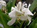 Dolonchapa (Hedychium coronarium) Flower Bulb. 