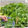 Palak Seeds Kitchen Garden Spinach Vegetable Seeds(Pack Of 100 Seeds).