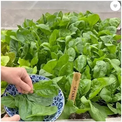Palak%20Seeds%20Kitchen%20Garden%20Spinach%20Vegetable%20Seeds(Pack%20Of%20100%20Seeds)%20-%20Image%208