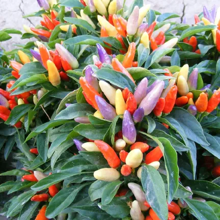 Global%20Rare%20Organic%20Sure%20Ornamental%20Chili%20Seeds%20-%2030%20Pcs%20SeedS/%20-%20Image%207