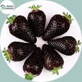 Organic Black Strawberry Seeds(কালো স্ট্রবেরি বীজ) - 30 Pcs Seeds.