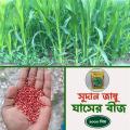 সুদান জাম্বু ঘাসের বিজ 100 গ্রাম 1000+ পিস (সমস্ত মৌসুম.