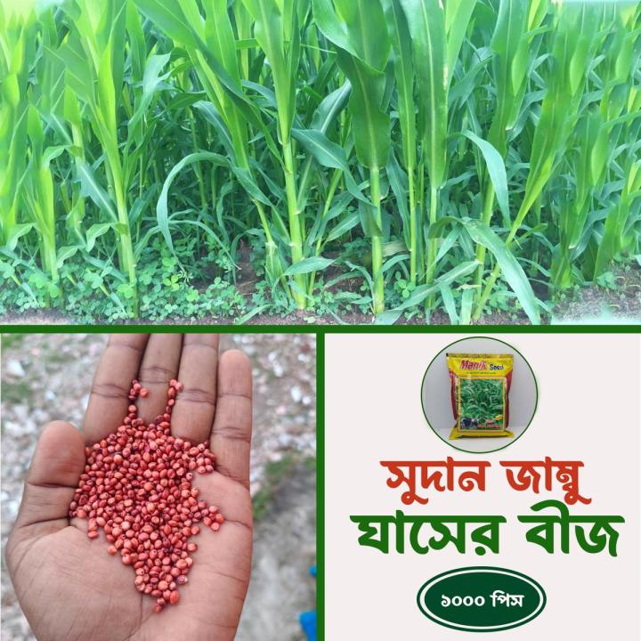 সুদান জাম্বু ঘাসের বিজ 100 গ্রাম 1000+ পিস (সমস্ত মৌসুম