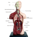 Human Body Model with 7 Removable Organ Models,Educational Organ Anatomy Model for Biological Science Learning. 