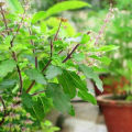 Tulsi beej/Basil Seeds (তুলসী বীজ) - 20 Pcs.