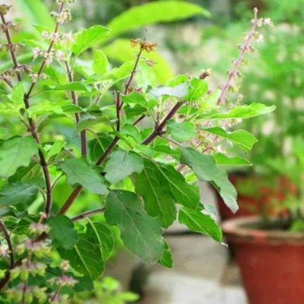 Tulsi%20beej/Basil%20Seeds%20(%E0%A6%A4%E0%A7%81%E0%A6%B2%E0%A6%B8%E0%A7%80%20%E0%A6%AC%E0%A7%80%E0%A6%9C)%20-%2020%20Pcs%20-%20Image%205