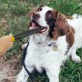 Dog Bite Training Stick for Pitbull Medium Large Strong Dogs Yellow and Black. 