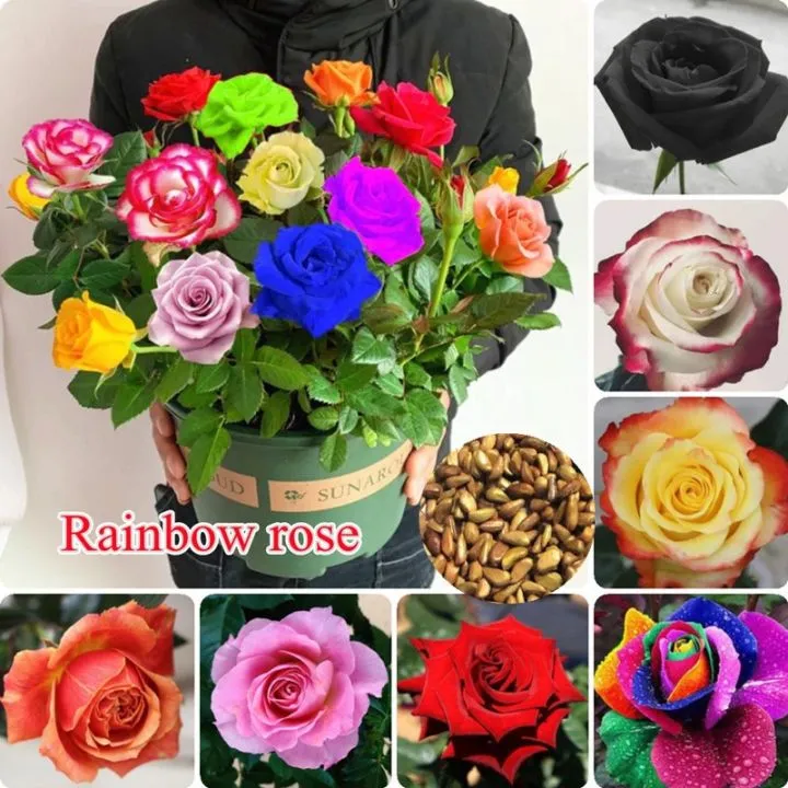 Global%20Mixed%20Rainbow%20Roses%20Flower%20Seeds%20-%2030%20Pcs%20Seeds%20-%20Image%205