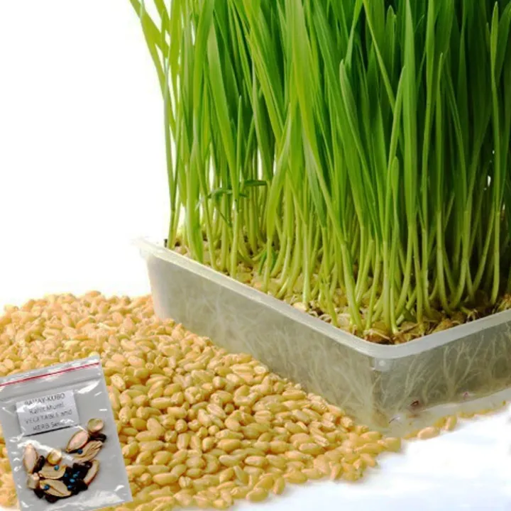 Hybrid%20MicroGreen%20Organic%20wheat%20Seeds%205gm%20-%20Image%203