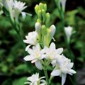 রজনিগন্ধা / Tuberose Flower 03/06/10/20 pcs Bulb Of Rojoni Gondha Flower Bulb Big Seed. 