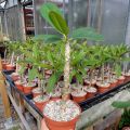 1 pieces wood rose tree seedlings 2 years old (Thai Mix Variety) kath golap.. 