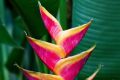 Heliconia Rostrata Flower Seeds (Crab Claws, Hanging Heliconia) - 10 Pcs Seeds.