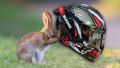 Vega Bolt Bunny Helmet - Black. 