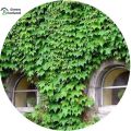 Beautiful Organic Climbing Creeper Flower Seeds - 20 Pcs Seeds. 