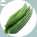 Organic Chichinga/Kushi Seeds (???????) -10 Pcs Seeds. 