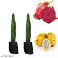 Dragon Fruit Tree Combo Pack 2 peace ( Red, Yellow ). 