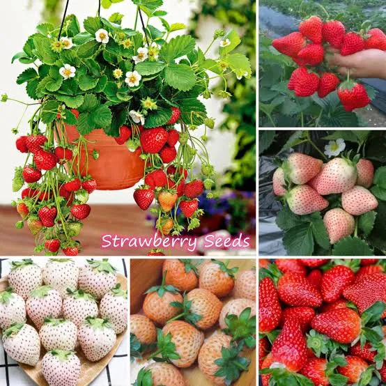 Hybrid%20Mixed%20Sweet%20Red%20Strawberry%20Plant%20Seeds%20-%2032+Seeds%20-%20Image%205