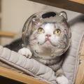 Cat space hood muzzle anti-bite collar anti licking cat protection hood breathable shame hood elizabeth ring.