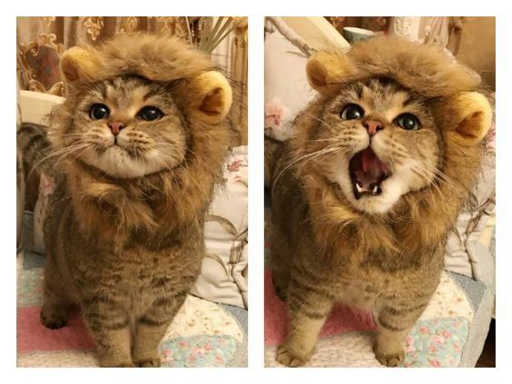 Funnny%20Lion%20Mane%20Wig%20for%20Cat%20Dog%20Halloween%20costumes%20cosplay%20-%20Image%202