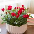 Perennial Rose Tree Flower DIY Home Garden Potted Balcony & Yard Flower Seeds Beautiful Bonsai Potted Plants- 20Pcs Seeds.