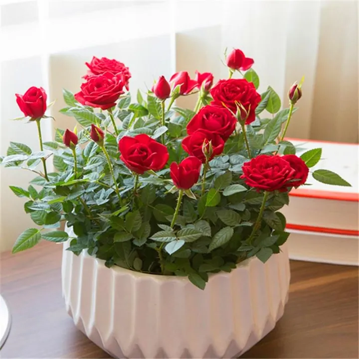 Perennial%20Rose%20Tree%20Flower%20DIY%20Home%20Garden%20Potted%20Balcony%20&%20Yard%20Flower%20Seeds%20Beautiful%20Bonsai%20Potted%20Plants-%2020Pcs%20Seeds%20-%20Image%204
