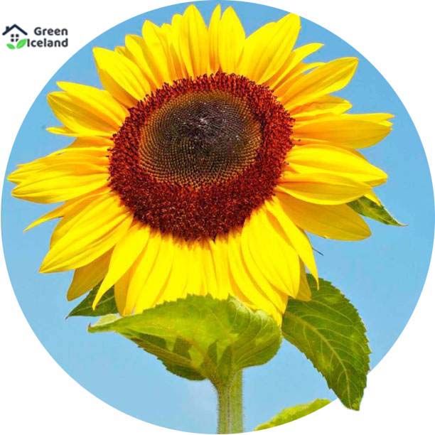 20%20Pcs%20Global%20Sunflower%20Bonsai%20Plant%20Seeds%20(%E0%A6%B8%E0%A7%82%E0%A6%B0%E0%A7%8D%E0%A6%AF%E0%A6%AE%E0%A7%81%E0%A6%96%E0%A7%80%20%E0%A6%AB%E0%A7%81%E0%A6%B2%20%E0%A6%AC%E0%A7%80%E0%A6%9C)%20-%20Image%202