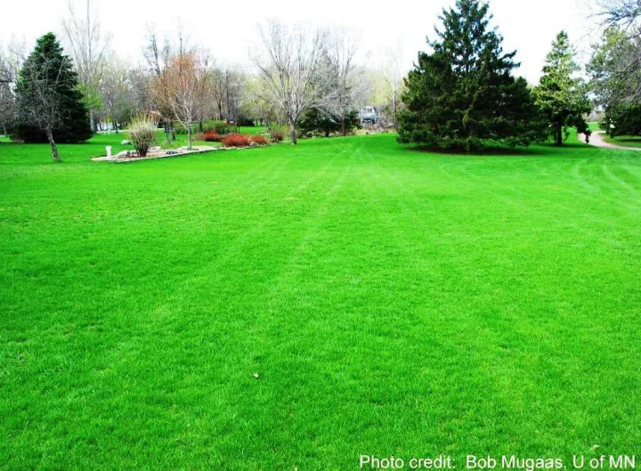 (All%20Season)%20Sports%20Field%20Green%20Grass%20Seeds%20(Seeds)%20-%20200+%20Pcs%20Seeds%20-%20Image%204