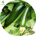 Zucchini Squash Seeds - 10 Pcs Seeds(Global Seeds). 