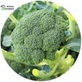 Broccoli Seeds (ব্রকলি বীজ) - 20 Pcs Seeds. 
