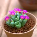100pcs Mix Lithops bonsai Living Stones Flower Succulent Cactus Organic Plant Home Garden.
