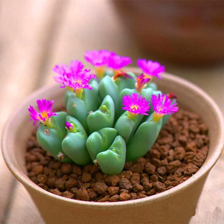 100pcs%20Mix%20Lithops%20bonsai%20Living%20Stones%20Flower%20Succulent%20Cactus%20Organic%20Plant%20Home%20Garden%20-%20Image%202