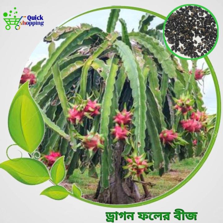 Dragon Fruits Seeds 15 Pis + Gift