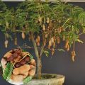 Bonsai Sweet Tamarind Tree Seeds -10 Pcs (মিষ্টি তেতুল বীজ) Global Seeds. 
