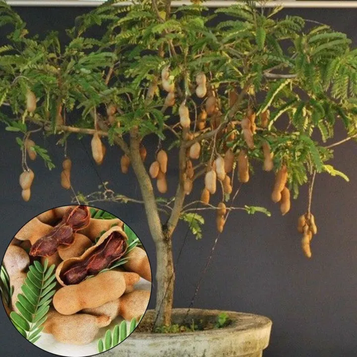 Bonsai%20Sweet%20Tamarind%20Tree%20Seeds%20-10%20Pcs%20(%E0%A6%AE%E0%A6%BF%E0%A6%B7%E0%A7%8D%E0%A6%9F%E0%A6%BF%20%E0%A6%A4%E0%A7%87%E0%A6%A4%E0%A7%81%E0%A6%B2%20%E0%A6%AC%E0%A7%80%E0%A6%9C)%20Global%20Seeds%20-%20Image%204