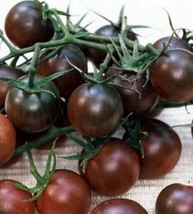 All%20Season%20Black%20Cherry%20Tomato%20Seeds%20-%2020%20Pcs%20SeedS%20-%20Image%205